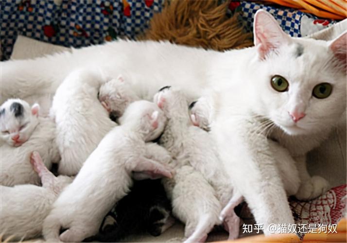 母猫多久可以配,母猫多久可以配第二胎,猫生完孩子多长时间能配？