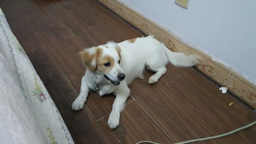 在线识别狗狗品种,在线识别狗狗品种软件,我家有个黄白相间的小狗，应给他取个什么名字好呢。是个丝毛狗？