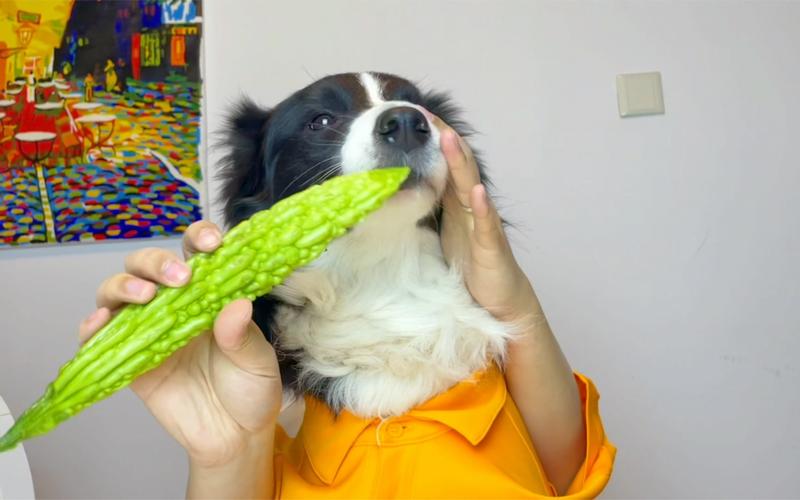 狗狗可以吃葱花吗,狗狗可以吃葱花吗为什么,狗狗喜欢吃大葱，对味觉或身体有没有害处？