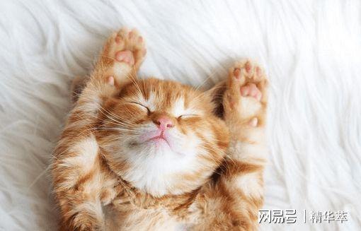 猫一天要睡多久,猫一天要睡多久才是正常?,十天左右的猫一般睡多久？