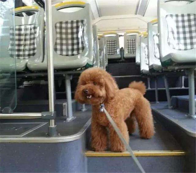 狗狗能坐公交车吗,狗狗能坐公交车吗现在,带宠物能不能上公交车？