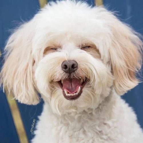 会笑的狗狗,会笑的狗狗图片,世界最贵最美十大名犬？