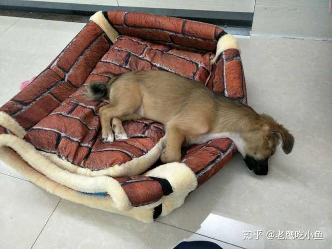 狗狗不睡狗窝睡地上,狗狗不睡狗窝睡地上为什么,刚给狗狗换个新窝它不睡觉总在地上溜达怎么办？
