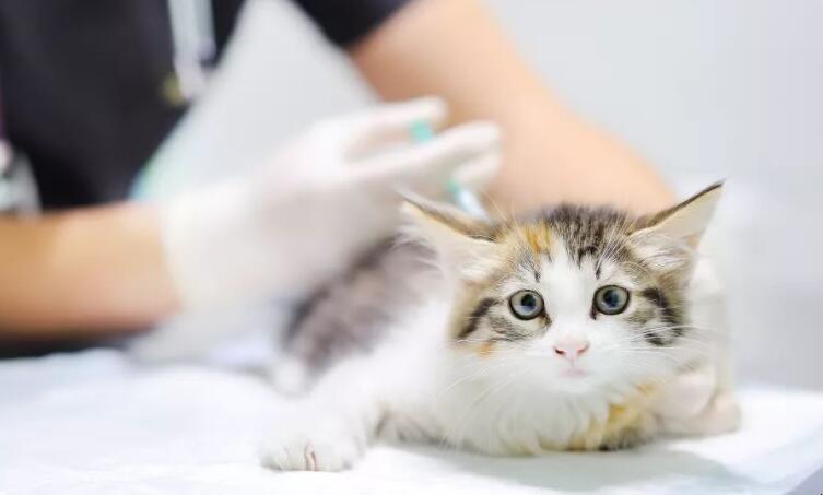 猫出生多久打疫苗,猫出生多久打疫苗多少钱,幼猫要几个月打针？