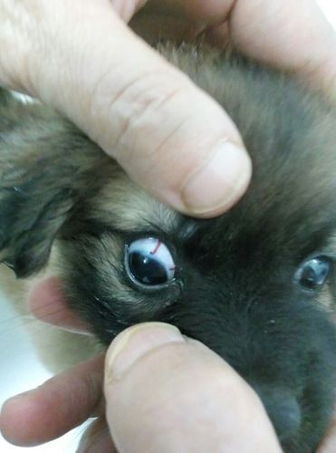 狗狗眼睛里有红血丝,狗狗眼睛里有红血丝是什么情况,小狗眼红血丝是虫吗？