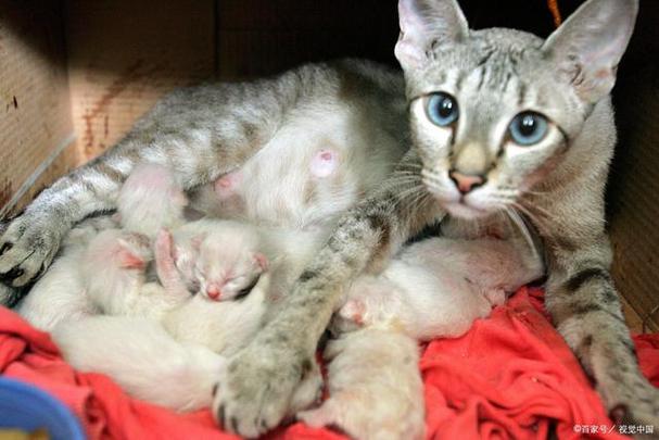 猫咪怀孕多久能生,猫咪怀孕多久能生小猫咪,猫咪怀孕多久才生小猫？