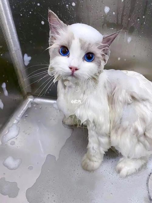 猫多久洗一次澡好,布偶猫多久洗一次澡好,猫咪一般多久洗一次澡？