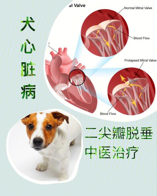 狗狗心脏不好的表现,狗狗心脏不好的表现有哪些,狗狗心脏病C期是什么症状？