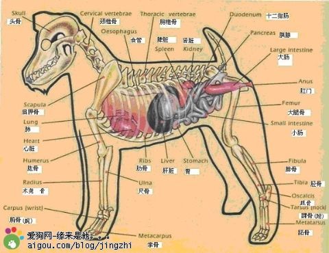 狗狗的身体结构图,狗狗的身体结构图解,狗狗多大绝经？