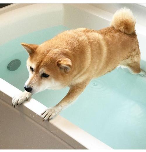 柴犬多久洗一次澡,柴犬多久洗一次澡才是最合适的,柴犬多久洗一次澡si？