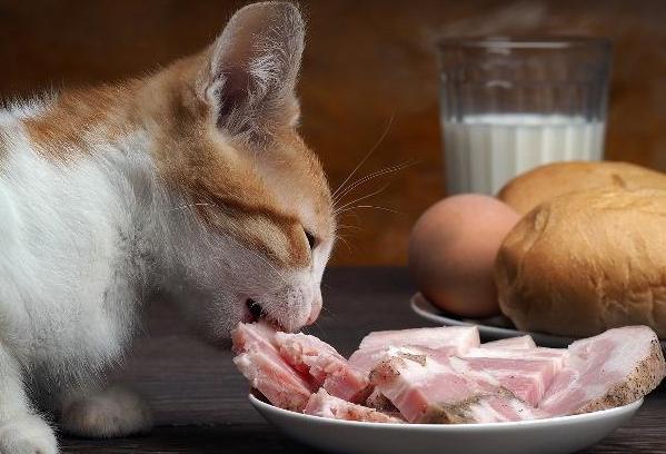 猫咪能饿多久,猫咪能饿多久会死,猫能饿多久？
