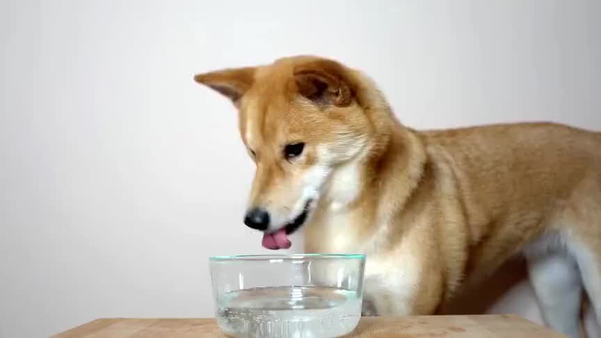 狗狗能喝苏打水吗,狗狗能喝苏打水吗为什么,小狗可不可以喝苏打水饮料？