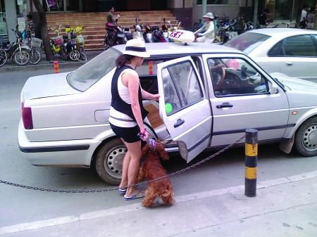 狗狗可以坐出租车吗,狗狗可以坐出租车吗?,宠物狗搬家公司给搬吗？