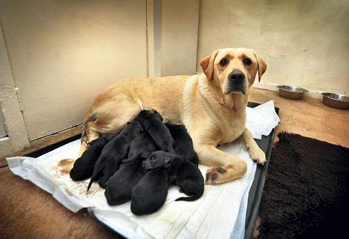 狗怀孕多久会生,狗怀孕多久会生小狗,狗狗配种后几个月生产？