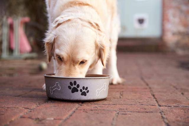 狗可以饿多久,狗可以饿多久不吃饭,三个月的狗能饿几天？