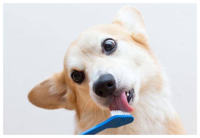 狗狗多久长牙,小狗多少时间长牙,幼犬什么时候长牙最好？