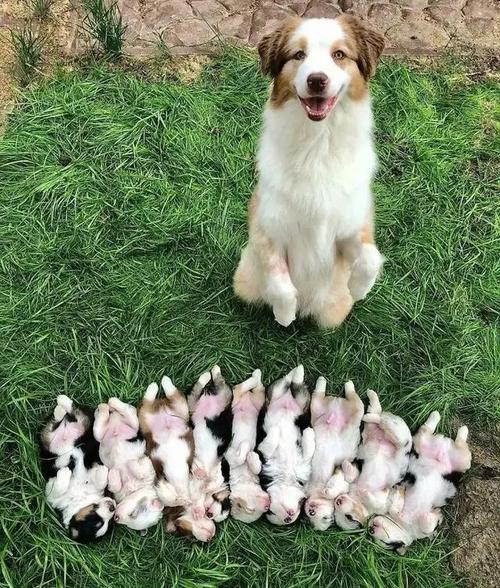 狗狗怀孕多久生小狗,狗狗怀孕多久生小狗狗,狗狗怀孕要几个月才会生？