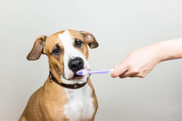 狗狗刷牙多久一次,狗狗需要刷牙吗,狗狗刷牙多久一次,给狗刷牙的图片说明什么？