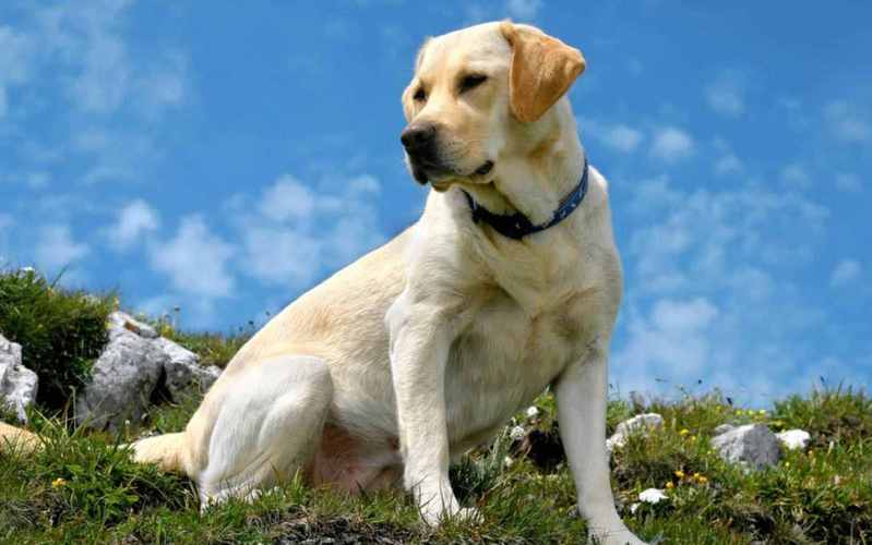 十大新手最好养的狗狗,拉布拉多,建议穷人养的10种小型犬？