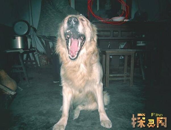 狗狗能看到鬼吗,狗狗能看到鬼吗?,狗狗是不是能看见鬼神之类的东西？