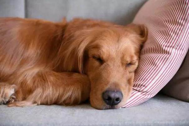 狗狗睡觉呼吸声很重,狗狗睡觉呼吸声很重像鼻塞,狗狗睡觉嘴巴发出咯吱咯吱的声音,是怎么回事？