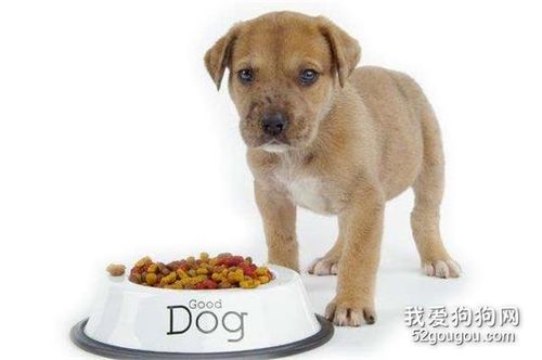 狗狗一天吃几顿饭合适,狗狗一天吃几顿饭合适几点吃好,狗狗一天几顿饭？