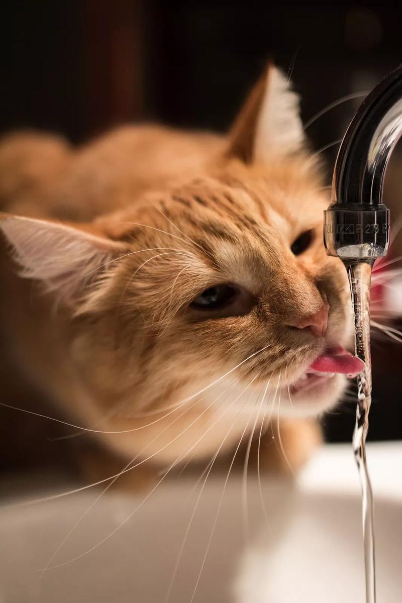 猫可以多久不喝水,猫可以多久不喝水不吃饭,猫不喝水几天不会死？