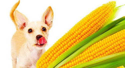 狗狗能吃煮玉米吗,狗狗能吃煮玉米吗有营养吗,6个月大的比熊狗狗可以吃煮的玉米吗？急需？