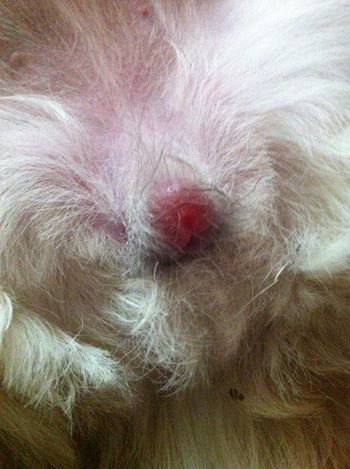 狗狗膀胱炎的症状,狗狗膀胱炎的症状表现,母狗尿道口肿大？