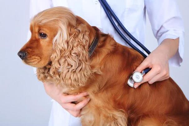 狗狗心脏病能活多久,狗狗心脏病能活多久啊,狗有先天性心脏病能生小狗吗？