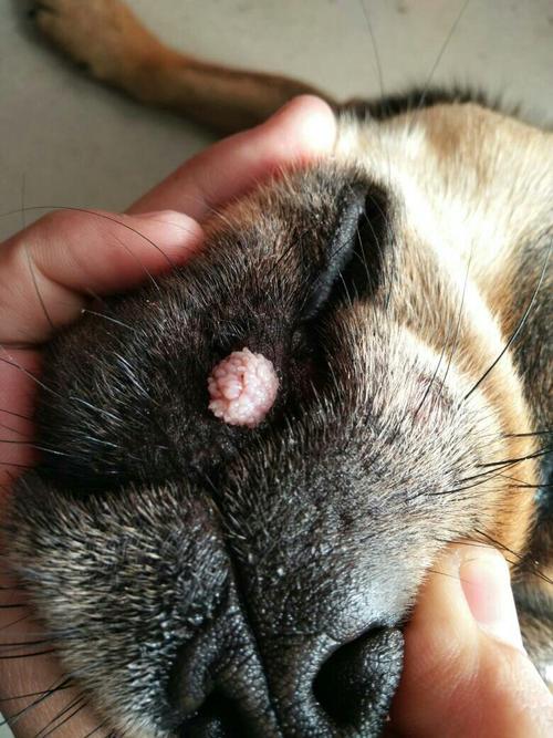 狗狗肿瘤的早期症状,狗狗肿瘤的早期症状图,狗狗脖子上长了一个肿块越来越痛了现在都走不了路了？