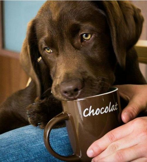 狗狗能喝咖啡吗,狗狗能喝咖啡吗为什么,猫可不可以喝咖啡？