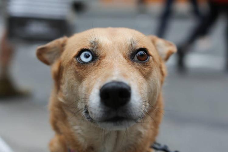 狗狗能看见颜色吗,狗狗能看见颜色吗为什么,狗的眼睛和人的有区别吗？
