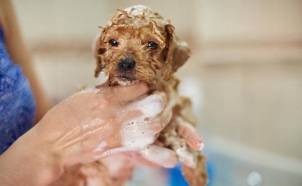 狗狗到家几天可以洗澡,狗狗到家几天可以洗澡啊,狗狗快四个月了,抱回家多久可以洗澡？