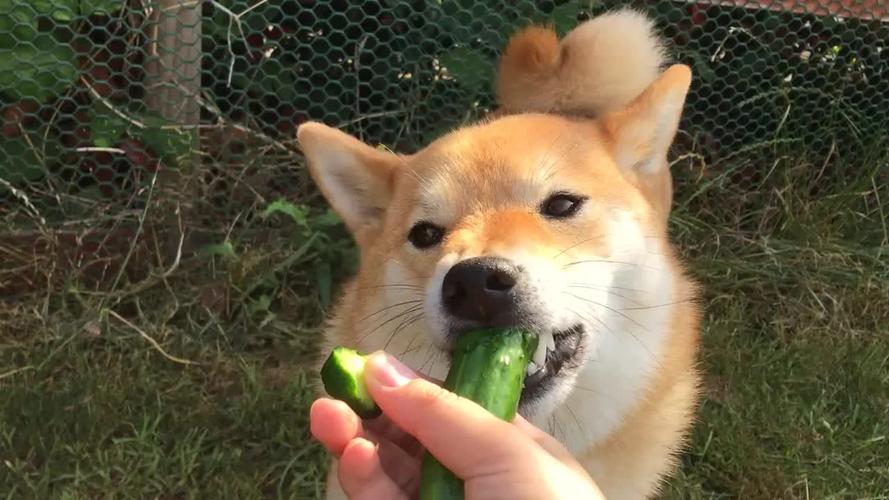狗狗可以吃黄瓜么,狗狗可以吃黄瓜么里面有子没事吧,狗狗吃黄瓜有什么好处？