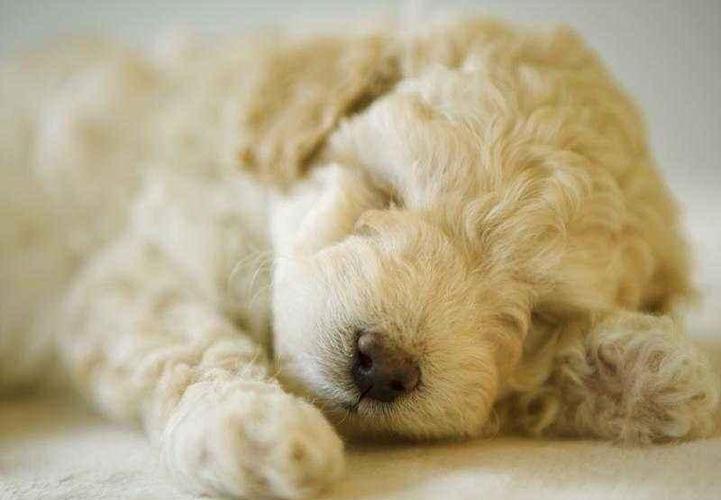 小狗一天要睡多久,两个月小狗一天要睡多久,狗每天睡多久年老的狗和幼狗睡眠时间较长？