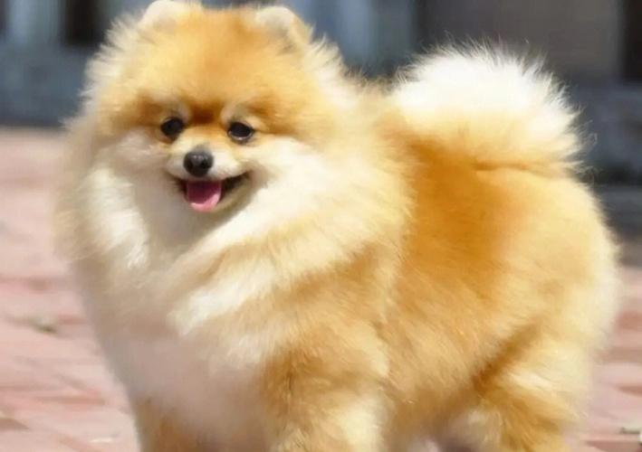 狗狗种类大全带图,狗狗种类大全带图小型犬,500-1000元有哪些狗狗？