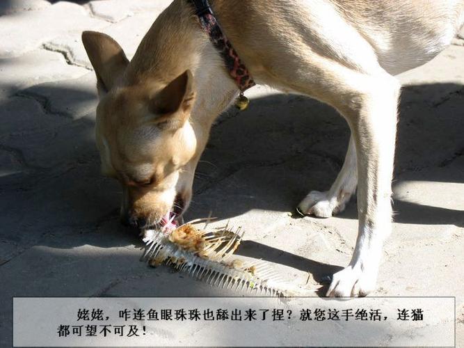 狗狗可以吃鱼刺吗,狗吃了鱼刺几天过危险期,狗狗可以吃鱼吗？