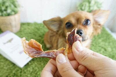 狗狗能吃鱿鱼丝吗,狗狗能吃鱿鱼丝吗为什么,拉布拉多可以吃鱿鱼仔吗？