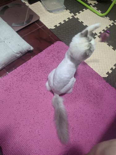 猫咪剃毛多久能长出来,猫咪剃毛多久能长出来猫咪剃毛,猫咪剃毛多久能长出来？
