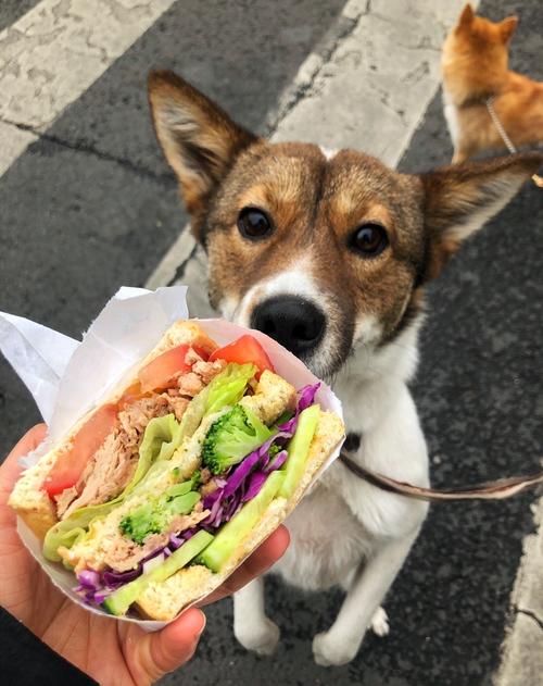 狗狗能吃沙拉酱吗,狗狗能吃沙拉酱吗,配菜发朋友圈的幽默句子？