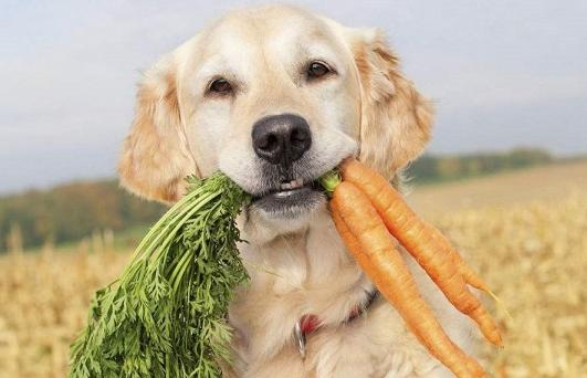 胡萝卜狗狗可以生吃吗,胡萝卜狗狗可以生吃吗?,狗能吃炒胡萝卜吗？