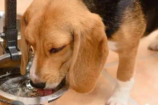 狗可以多久不喝水,狗可以多久不喝水不吃饭,狗不喝水能活几天？