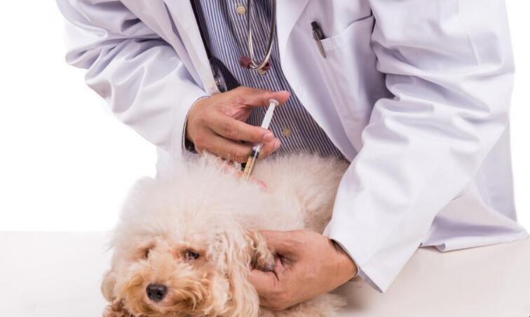狗疫苗隔多久打一次,狗疫苗隔多久打一次最好,小狗疫苗可以重复打吗都怎么？