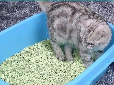猫砂用多久,猫砂用多久换一次比较好,一盆猫砂一般一只猫可以用多久？