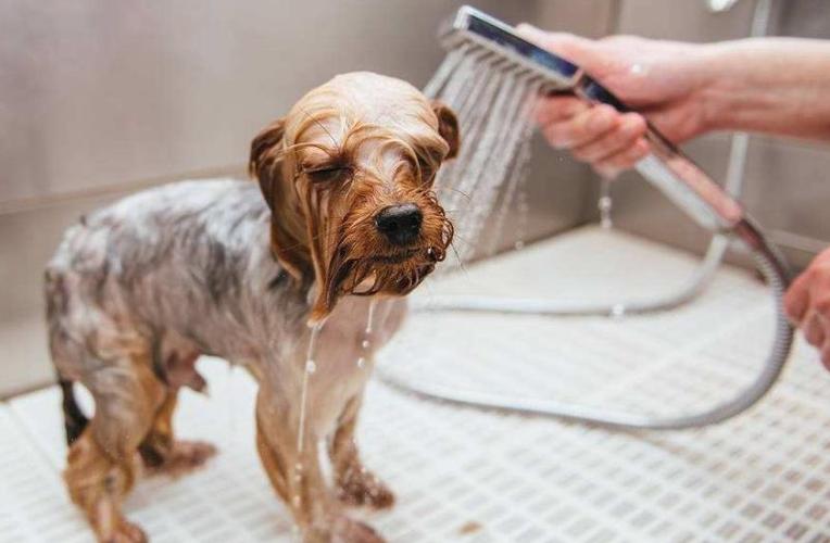 狗狗怀孕多久可以洗澡,狗狗怀孕多久可以洗澡剪毛了,我家狗怀孕了有什么要注意的吗？可不可以给它洗澡？