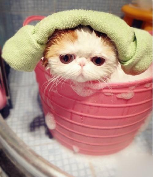 加菲猫多久洗一次澡,加菲猫多久洗一次澡比较好,怎么给加菲猫洗澡？