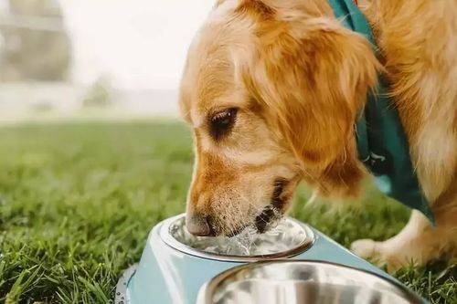 狗狗肠胃炎可以喝水吗,狗狗肠胃炎可以喝水吗?,狗狗病后不吃饭只喝水？