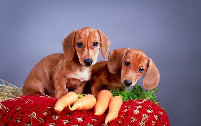 狗狗缺维生素的症状,狗狗缺维生素的症状吃什么,狗狗缺乏维生素Ｃ会怎样？