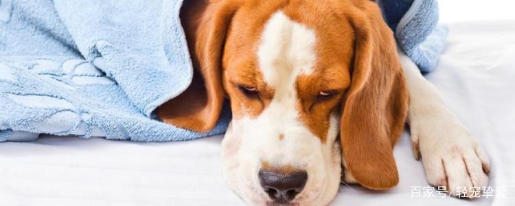 狗狗脑膜炎能治好吗,狗狗脑膜炎能治好吗 抽搐,狗狗脑膜炎能治好吗